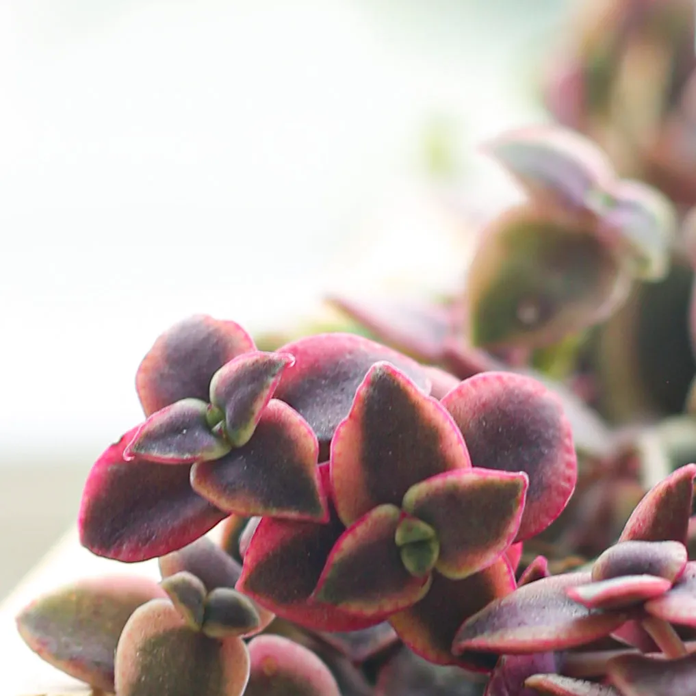 Calico Kitten Crassula