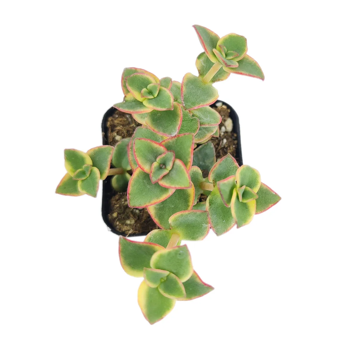 Calico Kitten Crassula